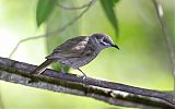 Eungella Honeyeaterborder=